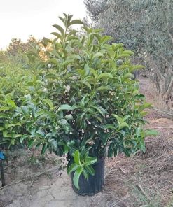 PARLAK YAPRAKLI KARTOPU (Viburnum Lucidum)